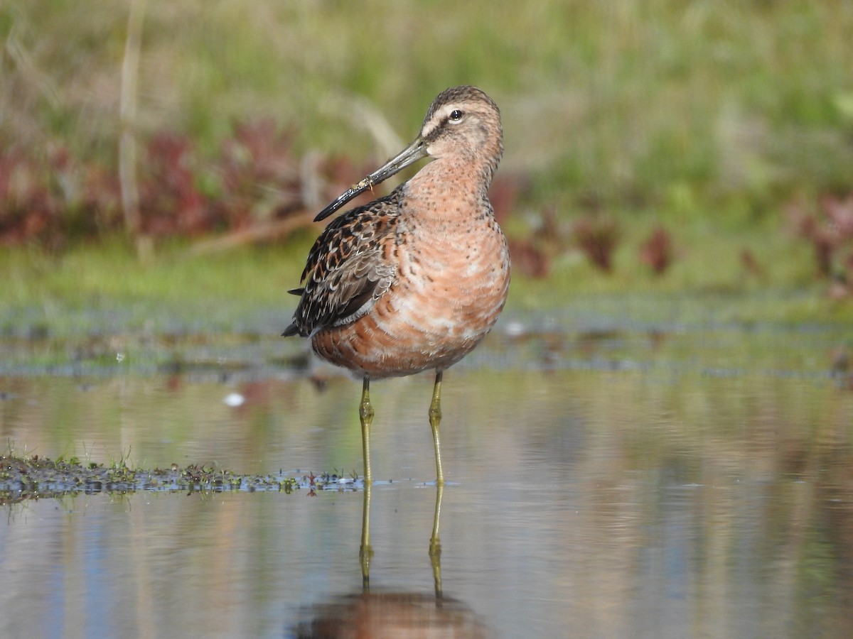 Long-billed Dowitcher - ML619009653