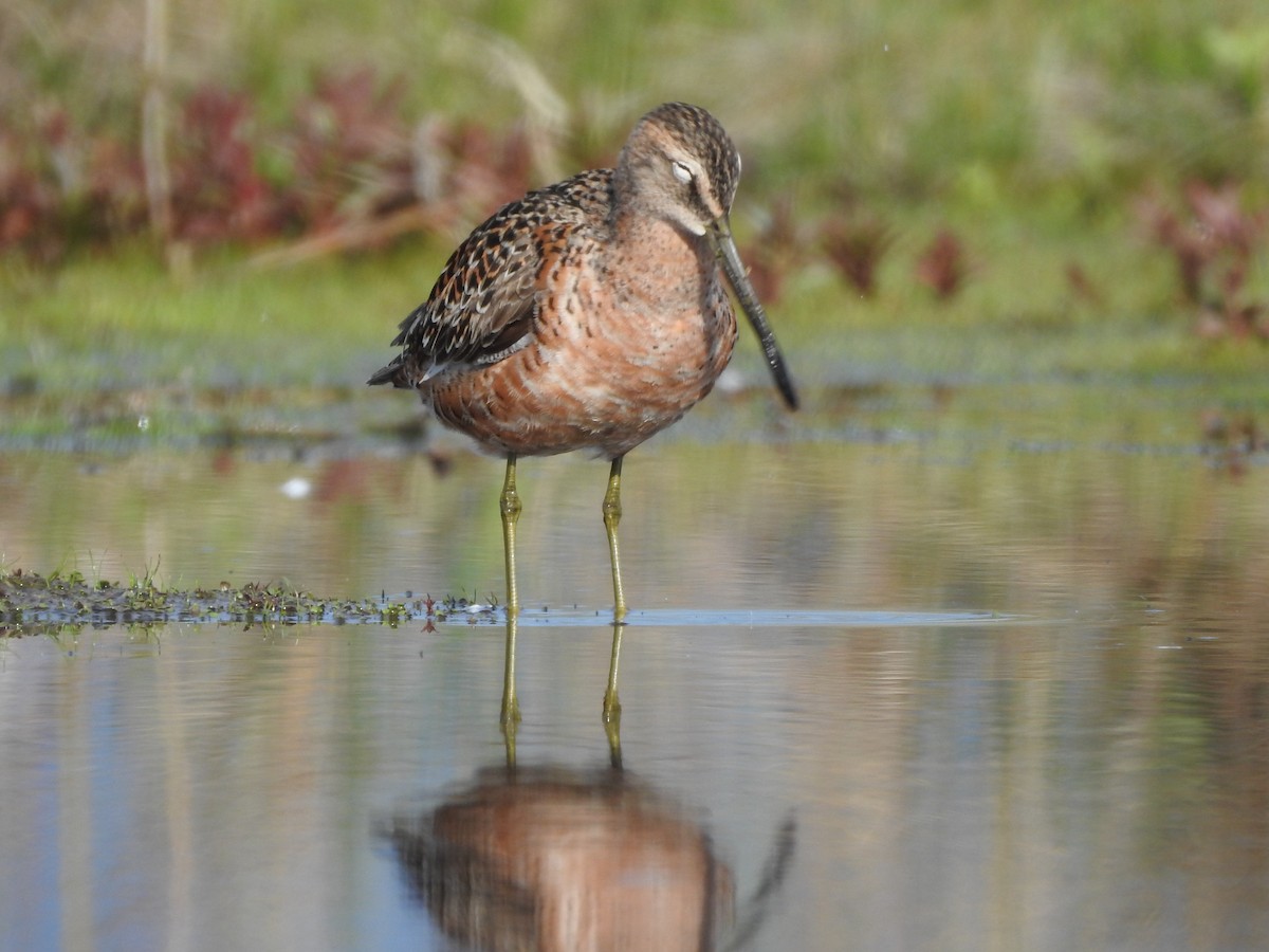Long-billed Dowitcher - Shane Sater
