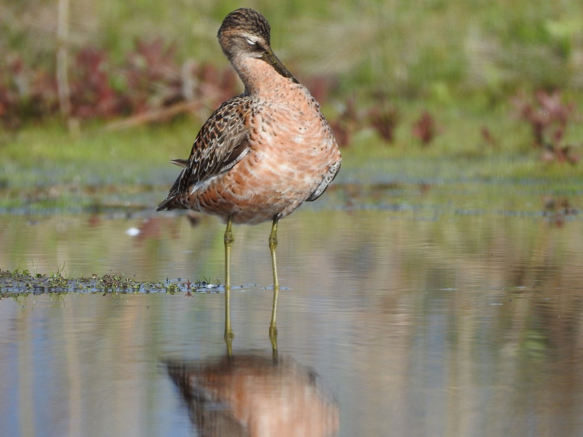 Long-billed Dowitcher - ML619009655