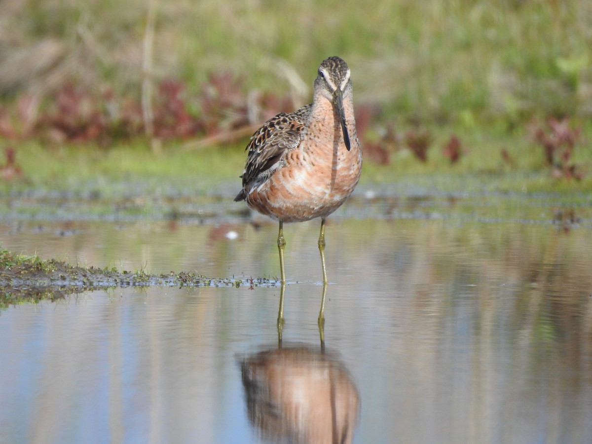 Long-billed Dowitcher - ML619009656