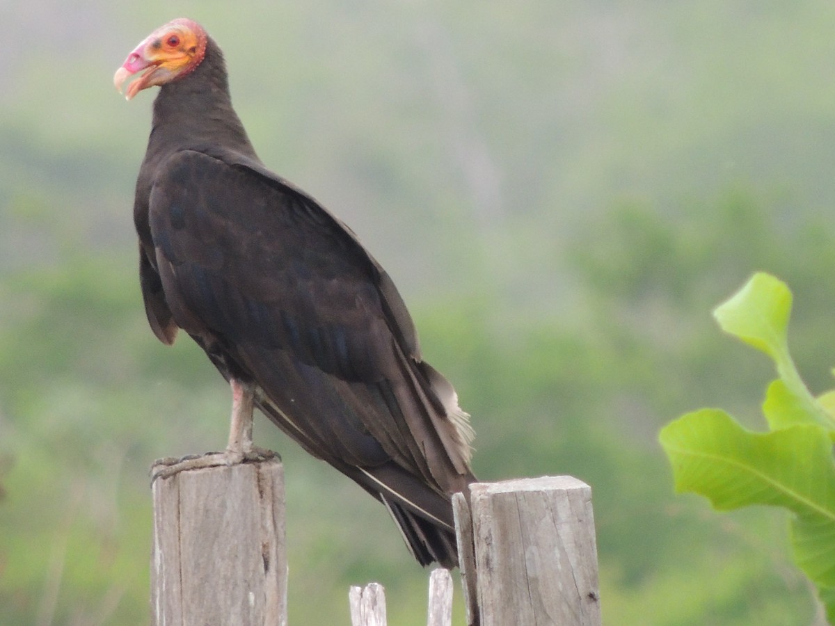 Lesser Yellow-headed Vulture - ML619009658