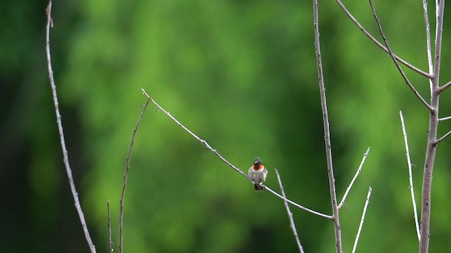 Ruby-throated Hummingbird - ML619009674