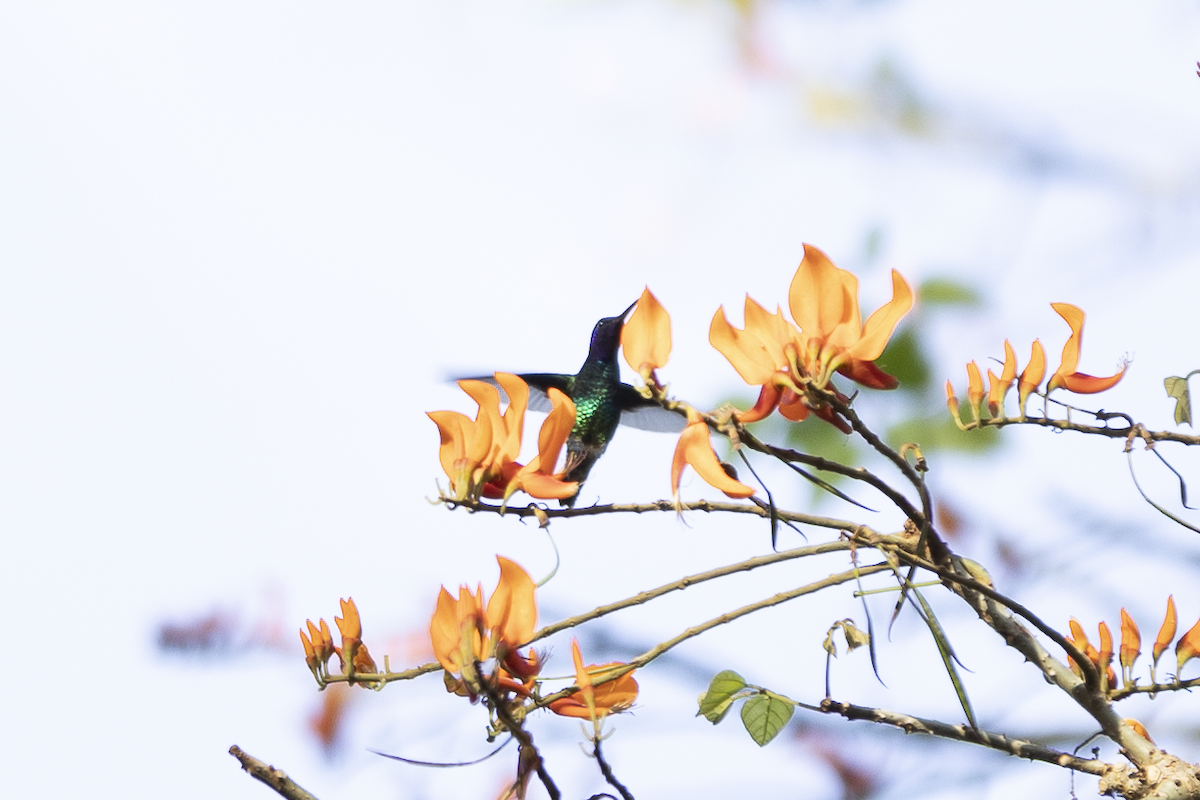 kolibřík zlatochvostý - ML619009721