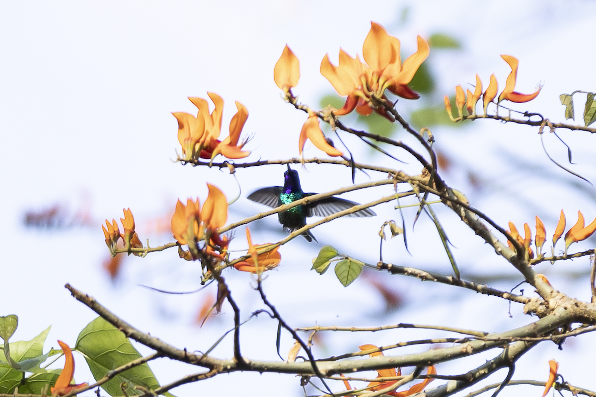 kolibřík zlatochvostý - ML619009724