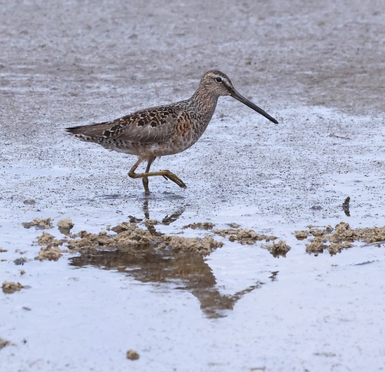Long-billed Dowitcher - ML619009727