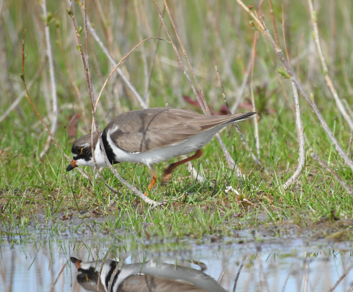 Semipalmated Plover - ML619009730