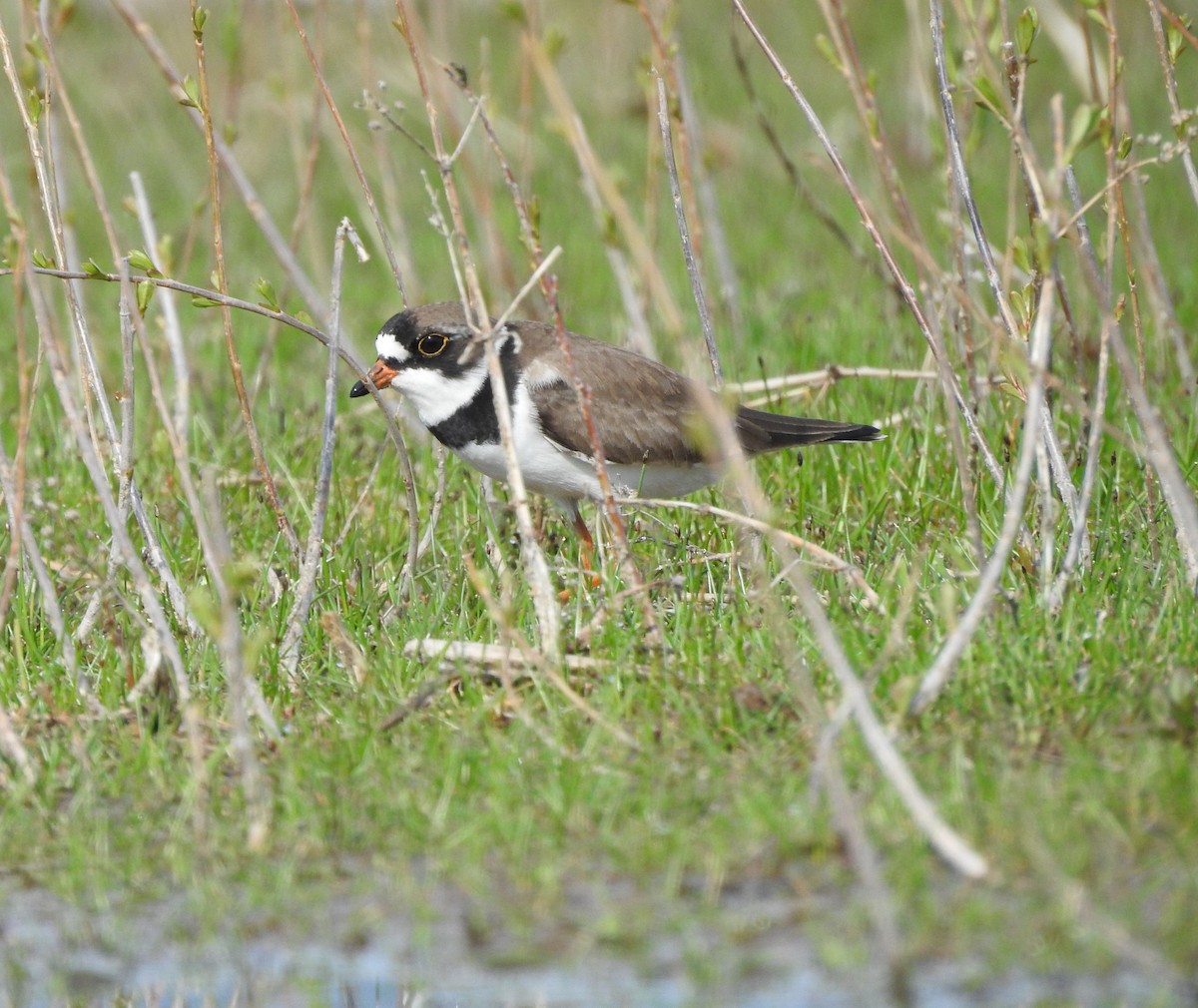Semipalmated Plover - ML619009731