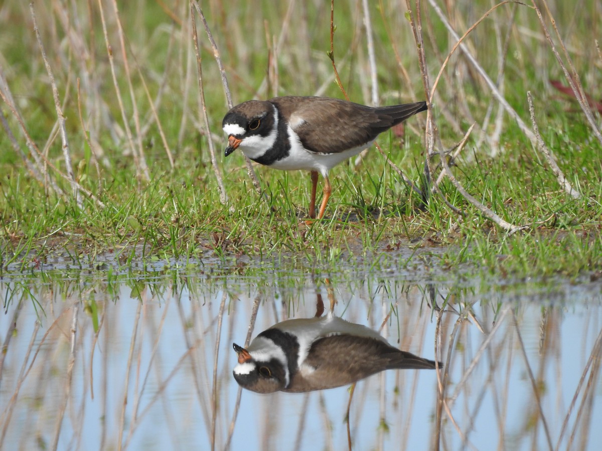 Semipalmated Plover - ML619009735