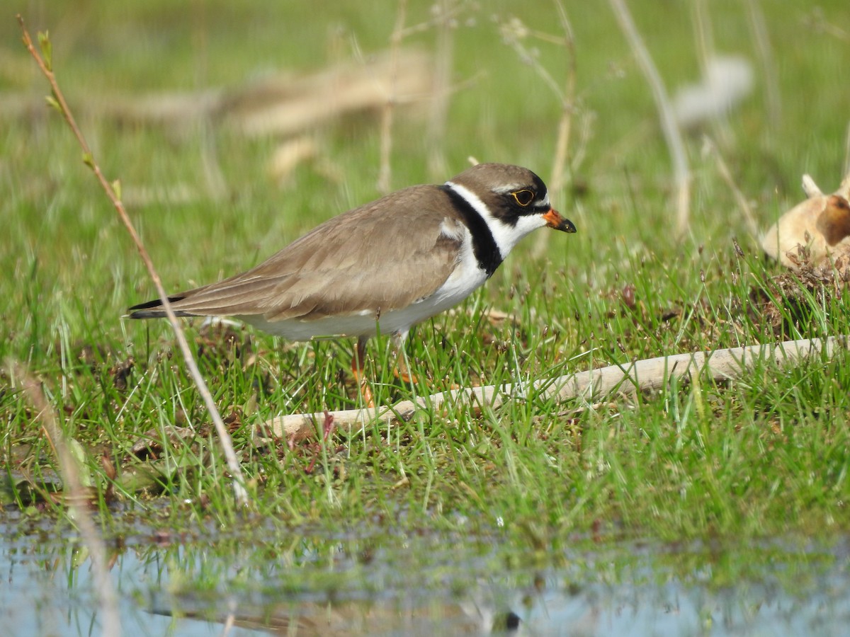 Semipalmated Plover - Shane Sater