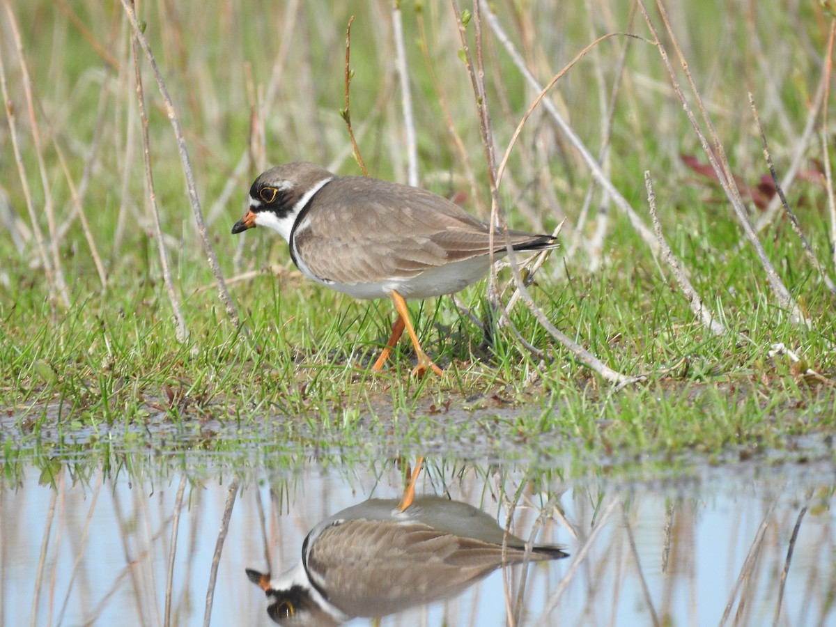 Semipalmated Plover - ML619009737