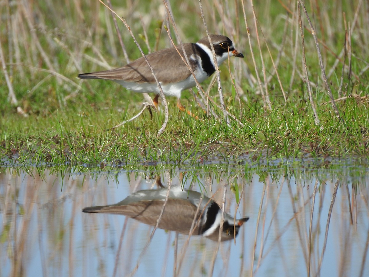Semipalmated Plover - ML619009738