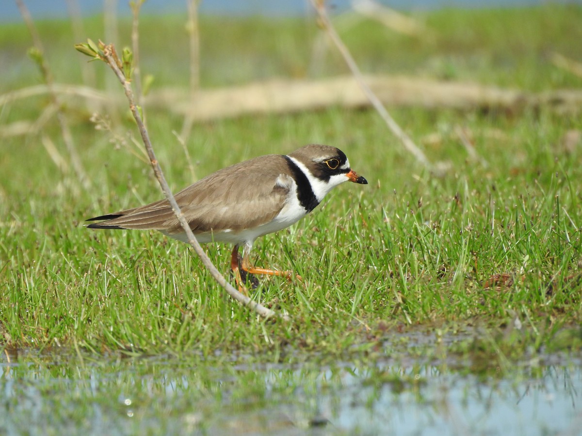 Semipalmated Plover - ML619009739