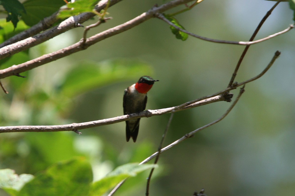 Ruby-throated Hummingbird - ML619009742