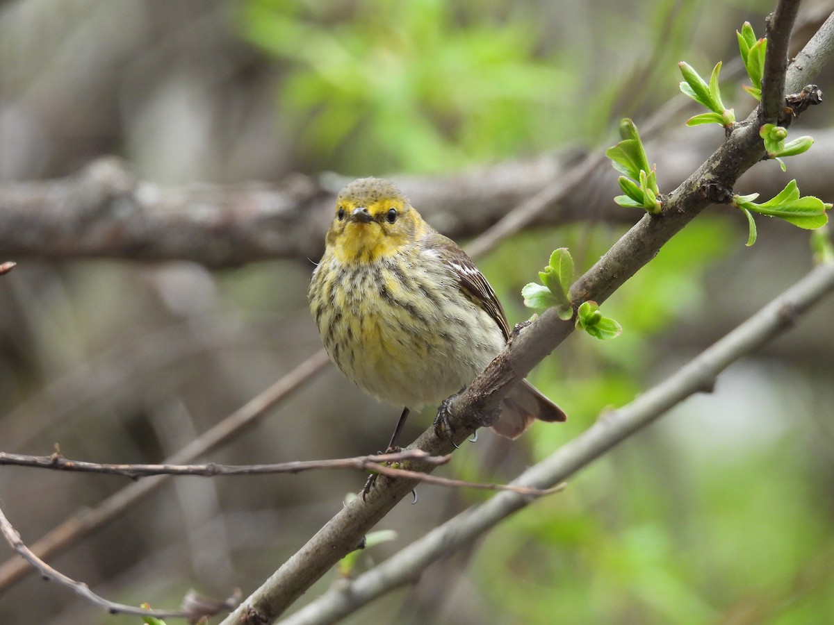 Cape May Warbler - Lisette Cote