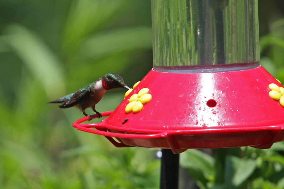 Ruby-throated Hummingbird - William Clark