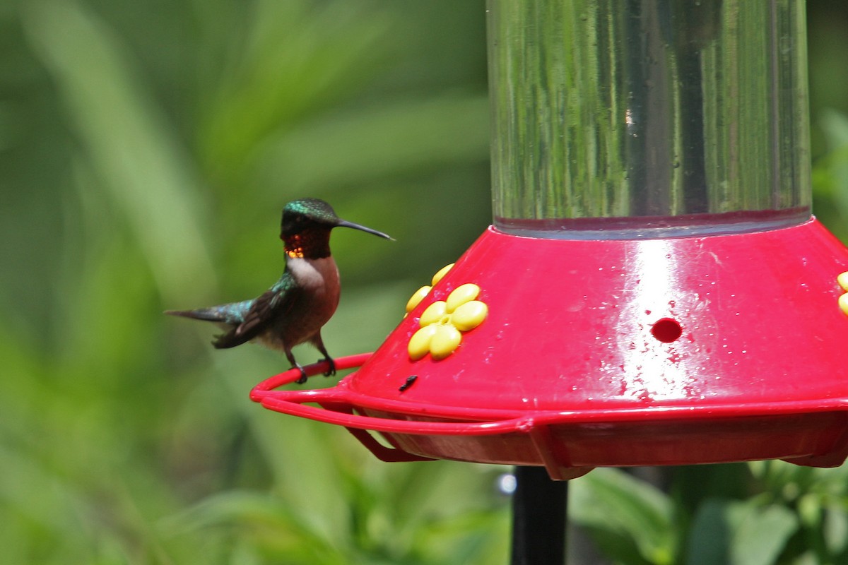 Ruby-throated Hummingbird - ML619009778