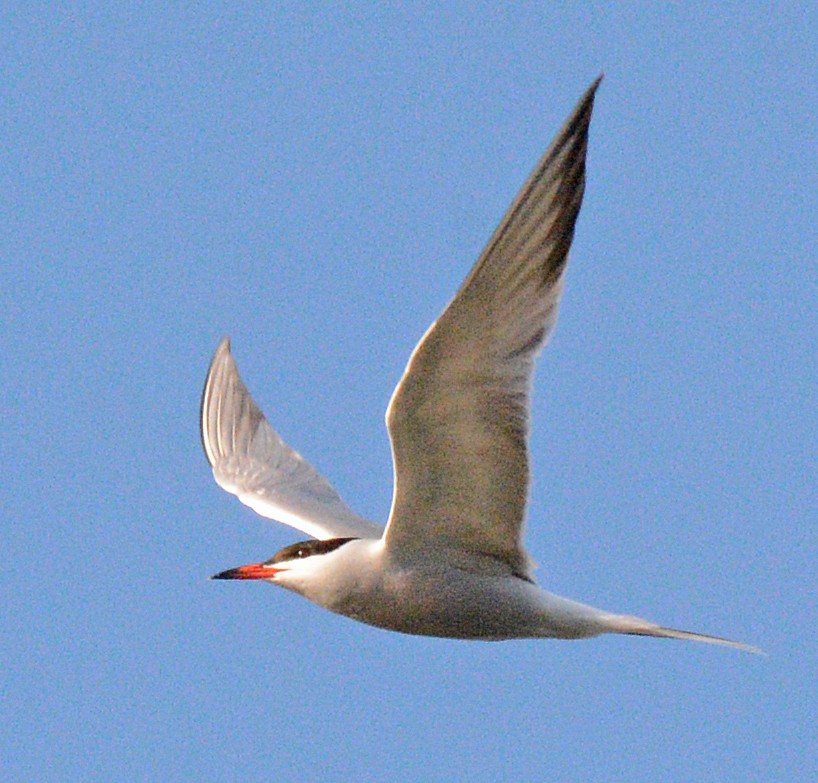 Common Tern - Michael J Good