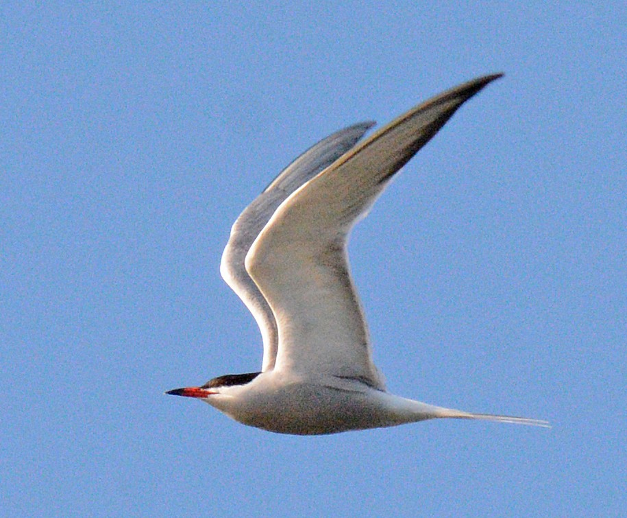 Common Tern - Michael J Good