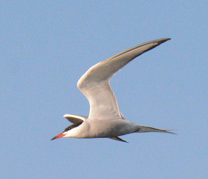 Common Tern - ML619009847