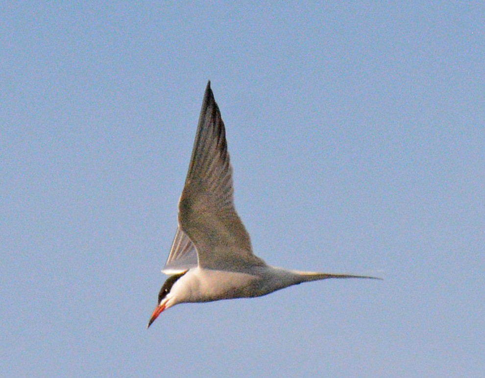 Common Tern - ML619009848