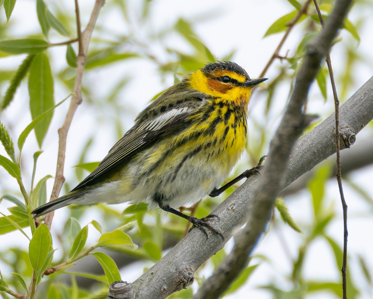 Cape May Warbler - ML619009851