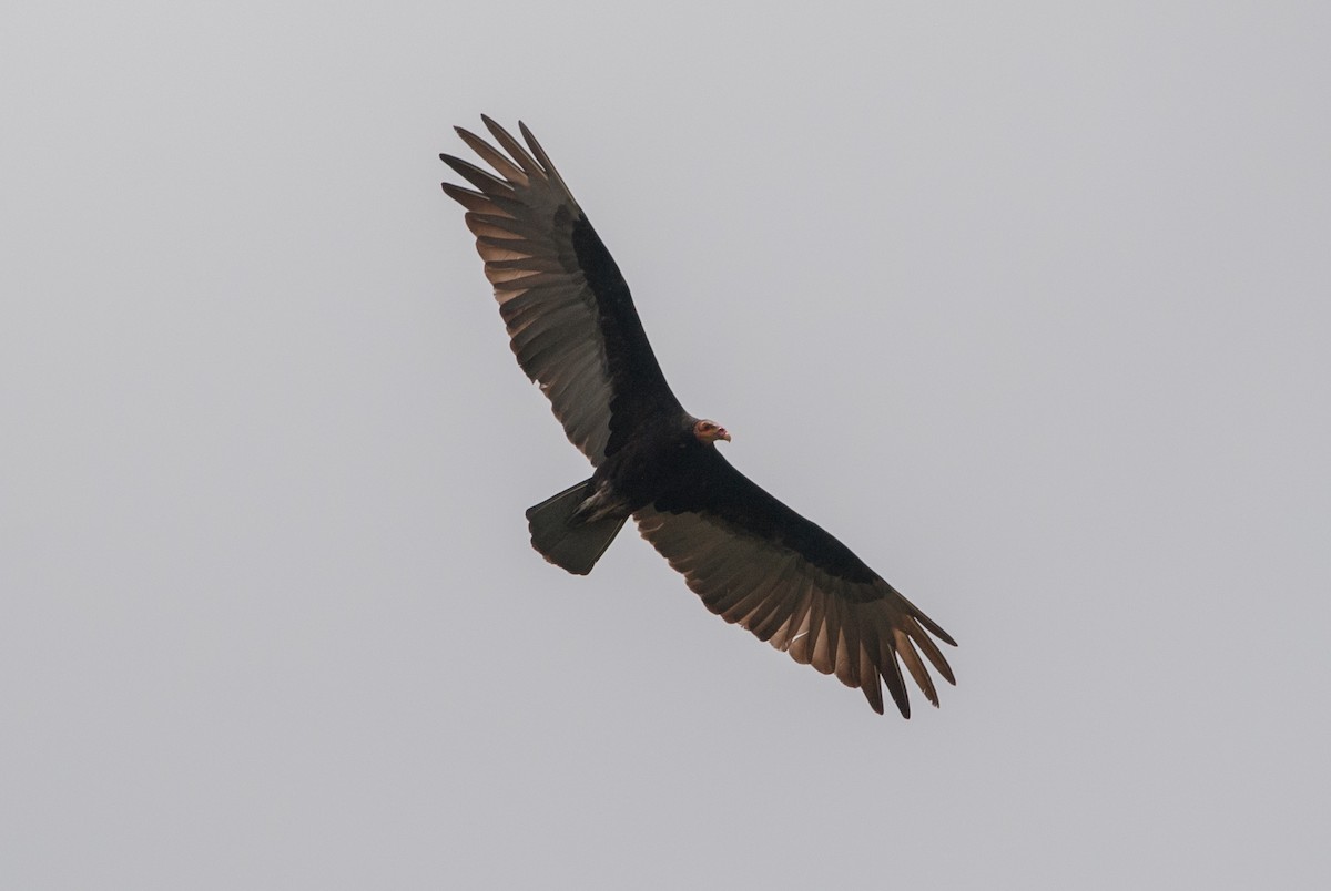 Lesser Yellow-headed Vulture - ML619009934