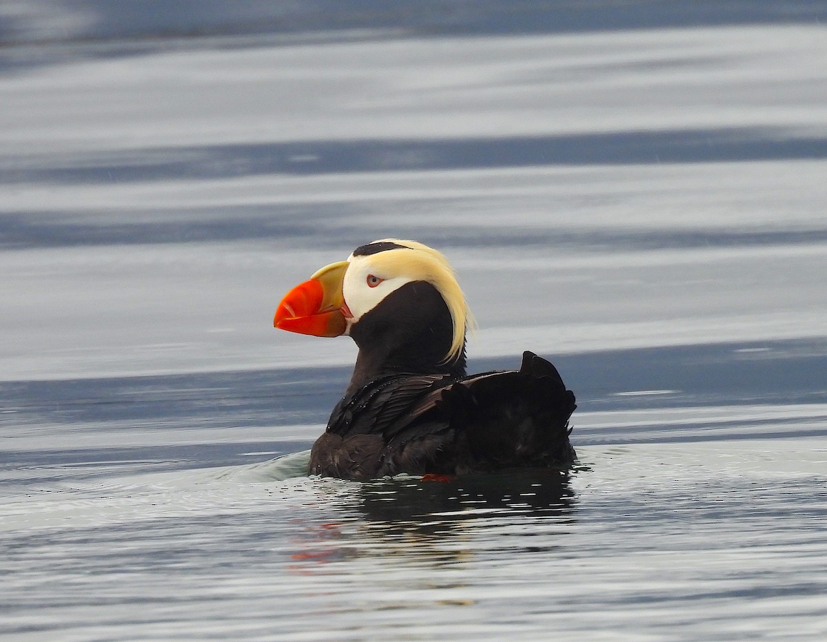 Tufted Puffin - Ted Floyd