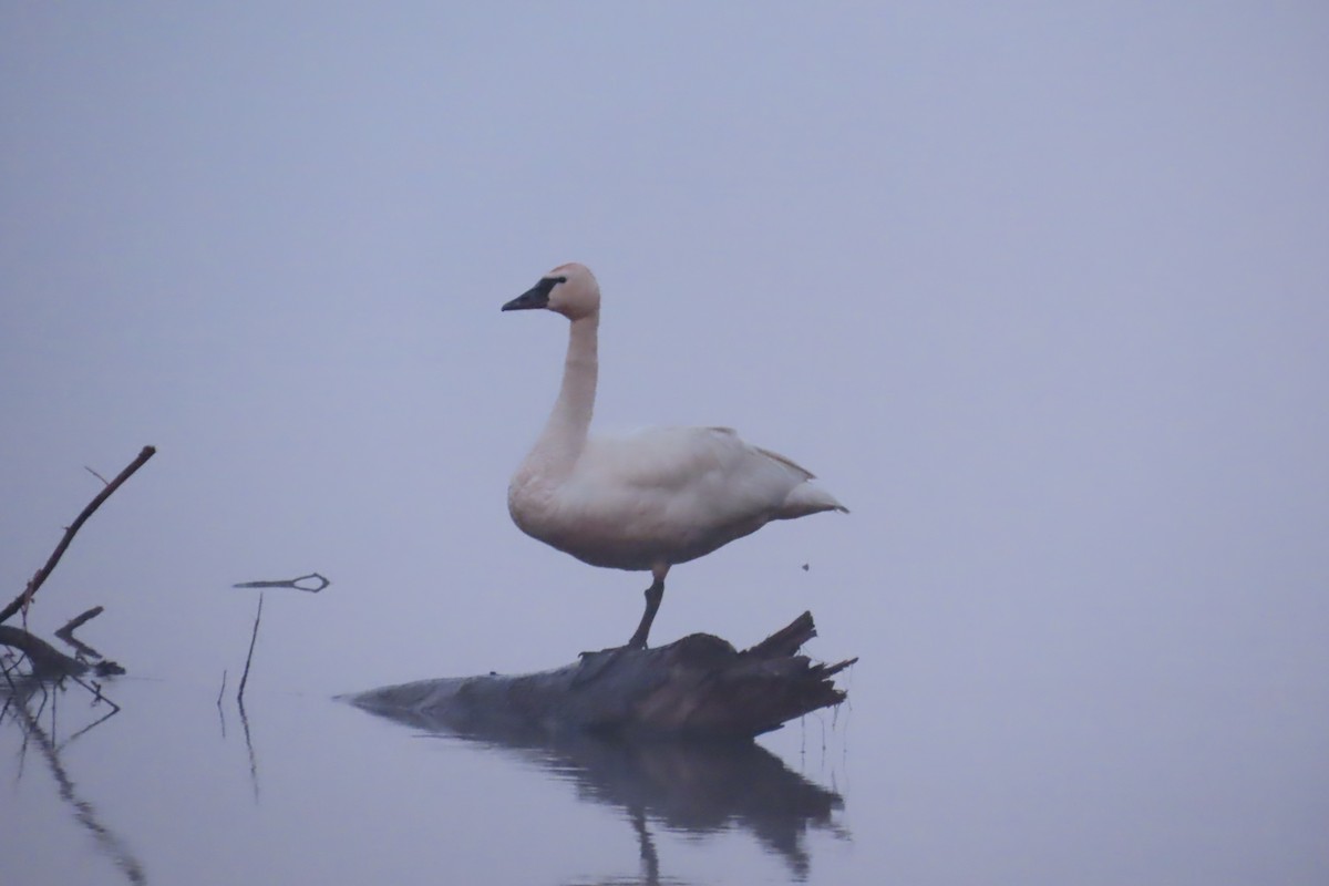 Tundra Swan - Jon Selle