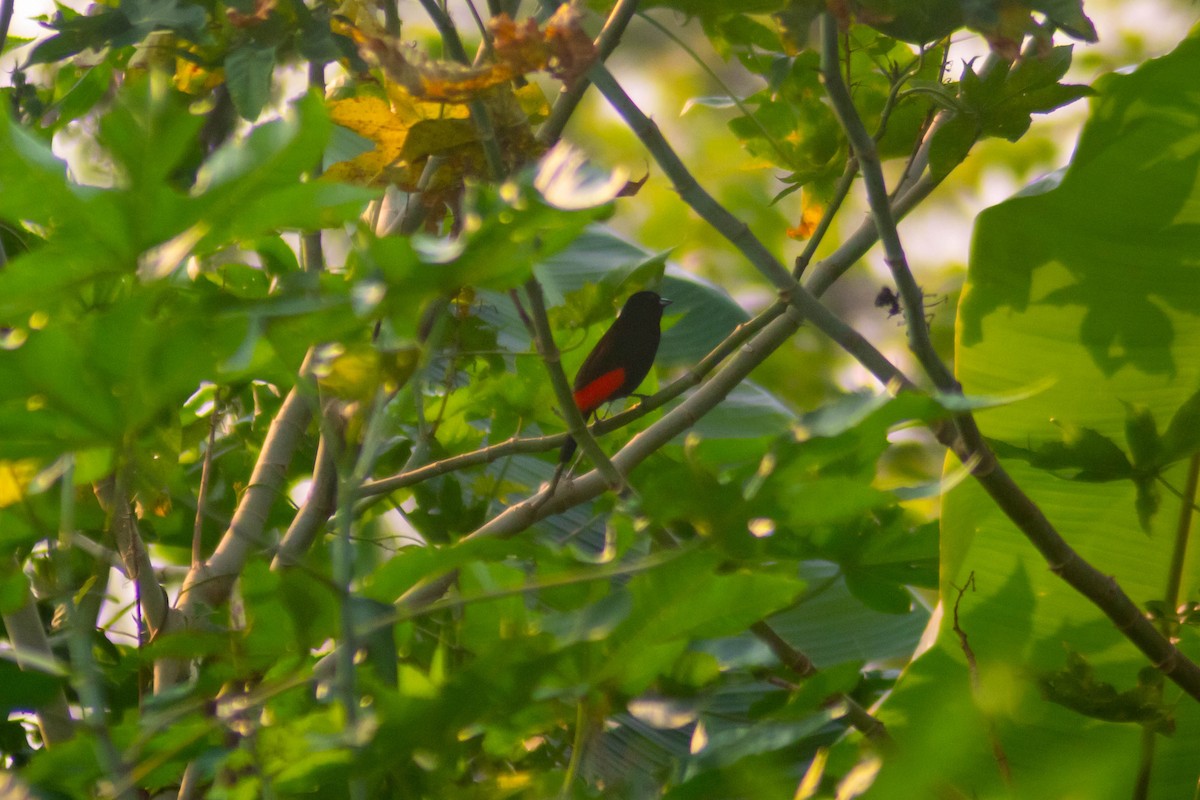 Scarlet-rumped Tanager - ML619009997