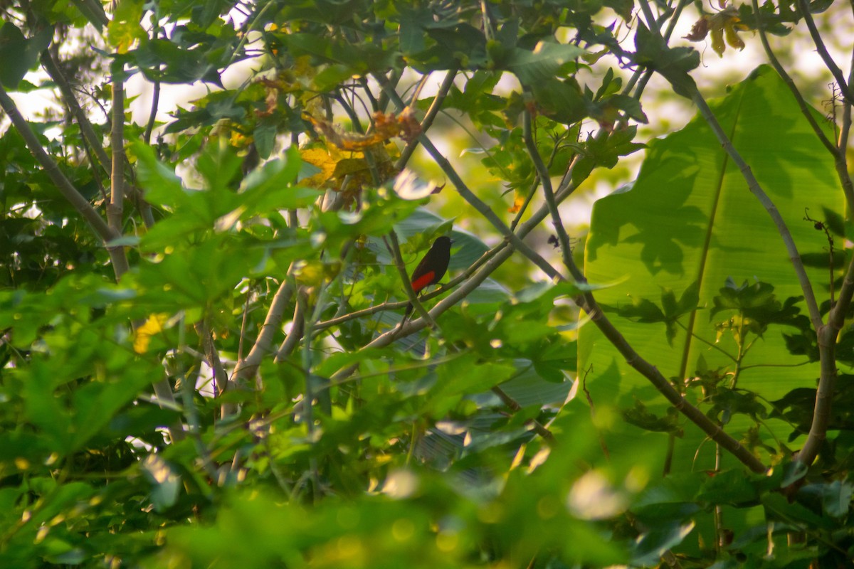 Scarlet-rumped Tanager - ML619009998