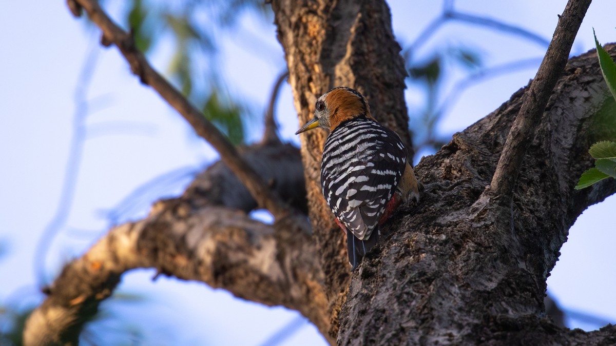 Rufous-bellied Woodpecker - ML619010009