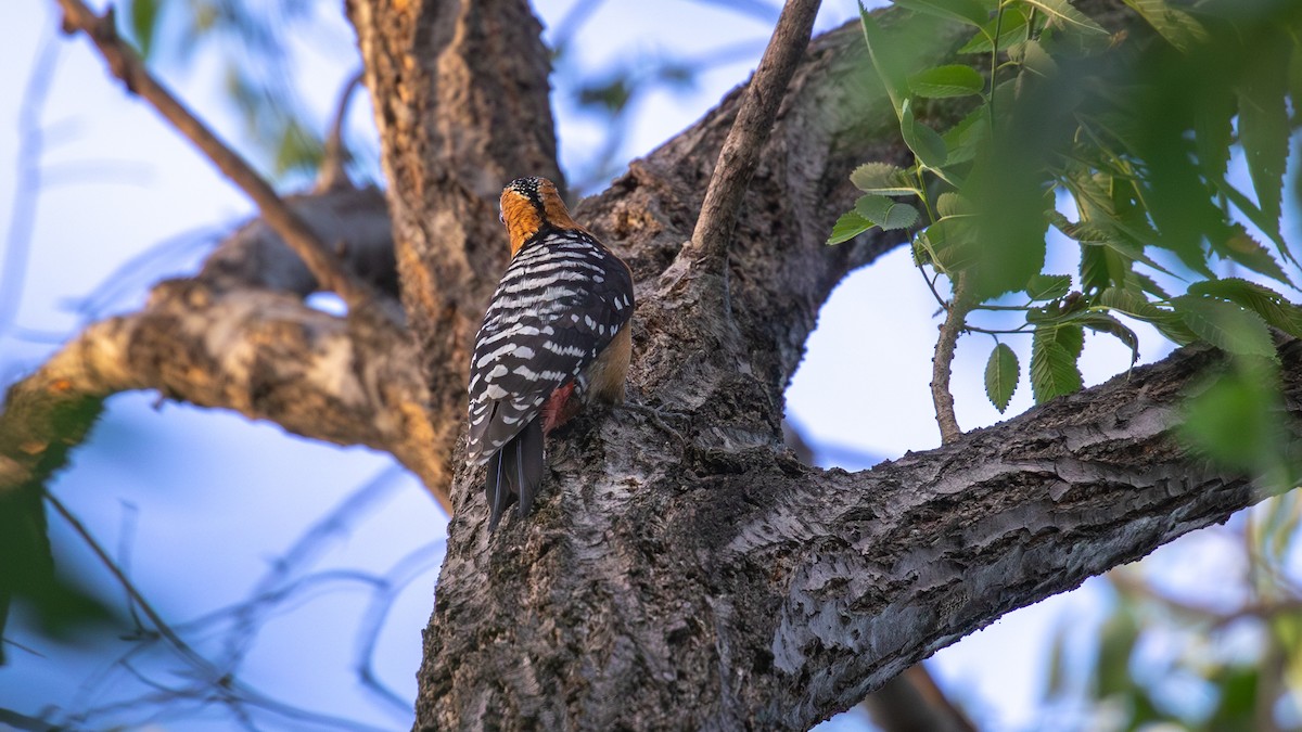 Rufous-bellied Woodpecker - ML619010012