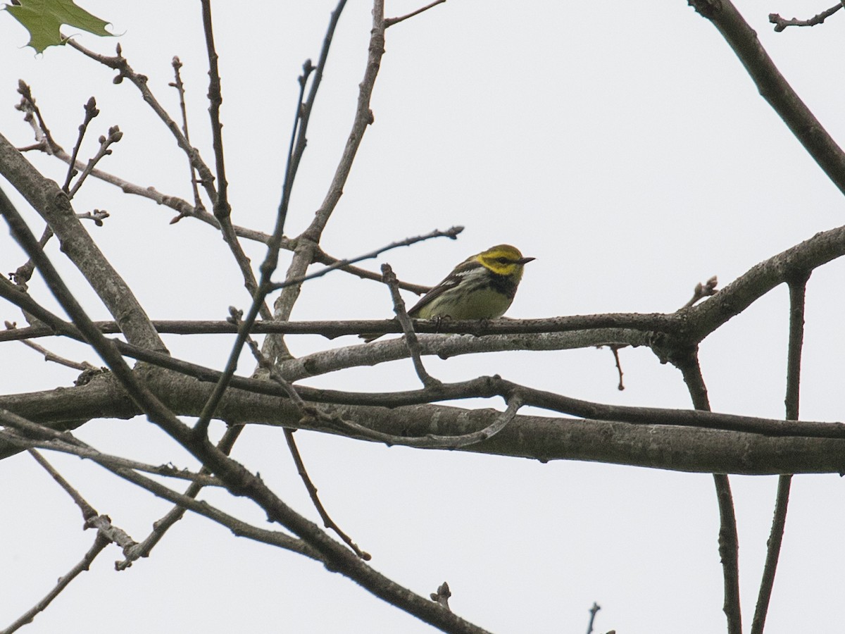 Black-throated Green Warbler - ML619010023