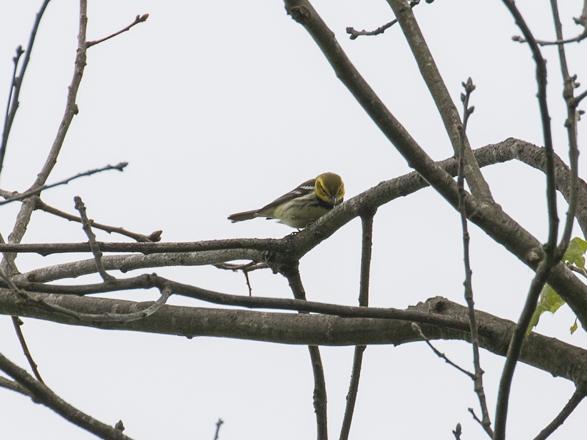 Black-throated Green Warbler - ML619010034