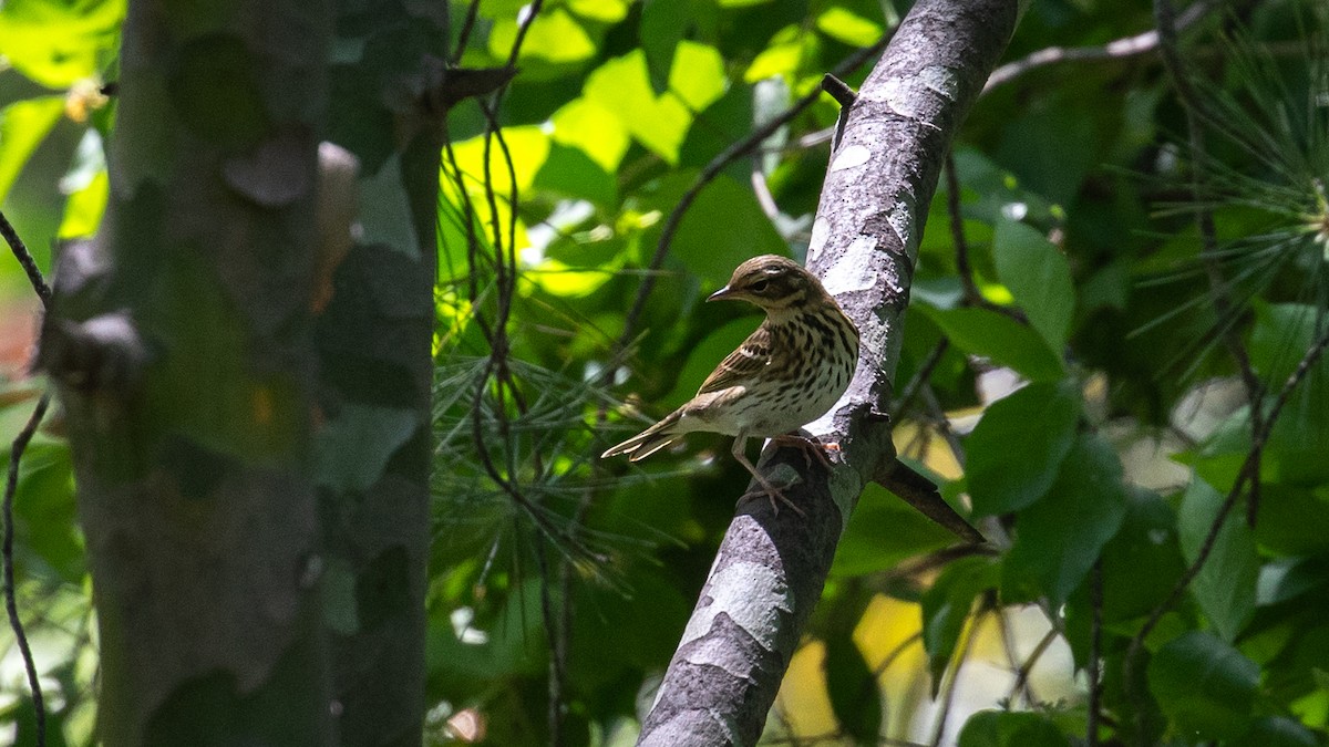 Olive-backed Pipit - ML619010035