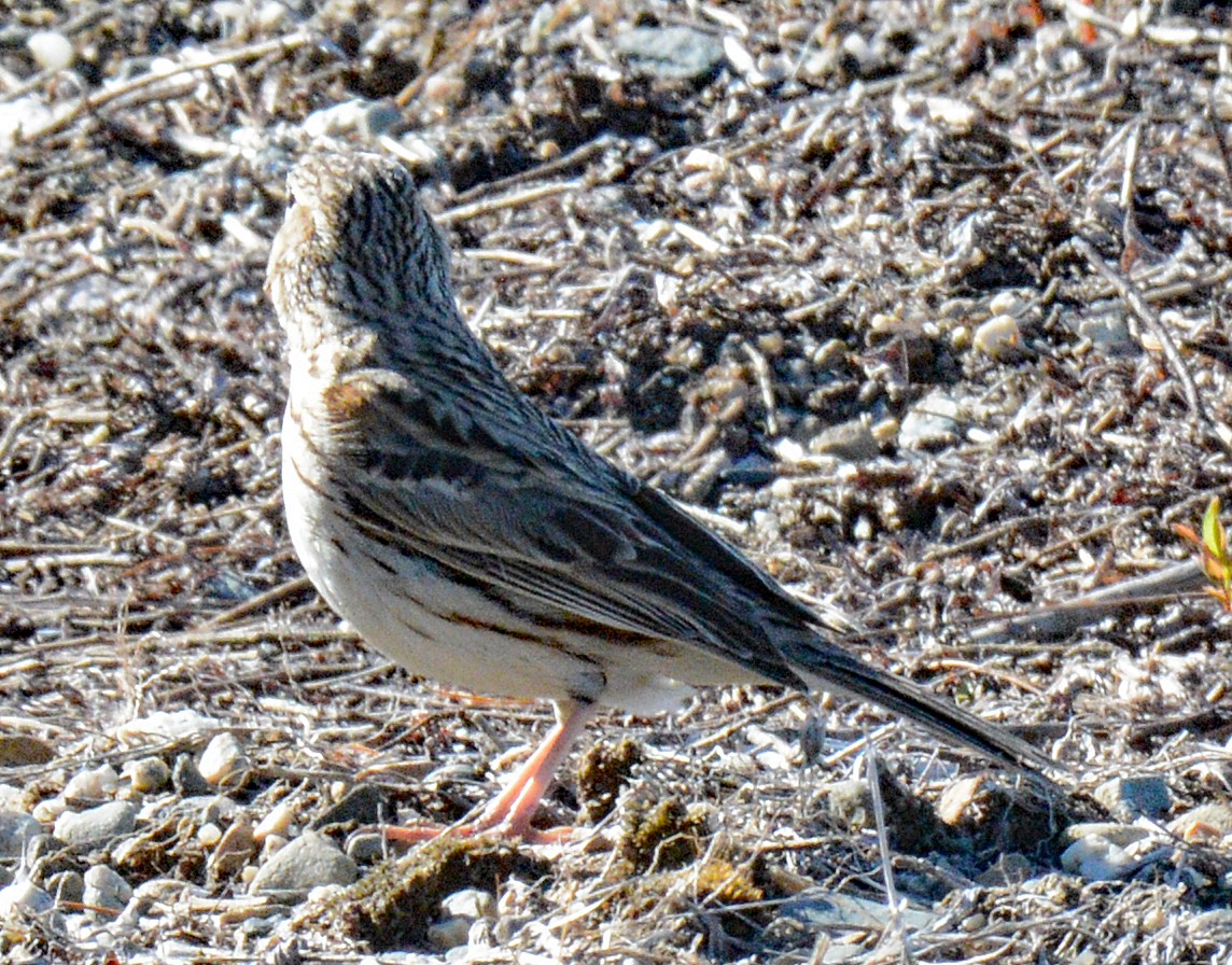 Vesper Sparrow - ML619010062