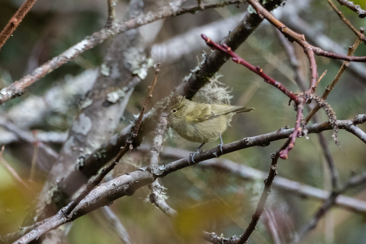 Yellow-browed Tit - ML619010074