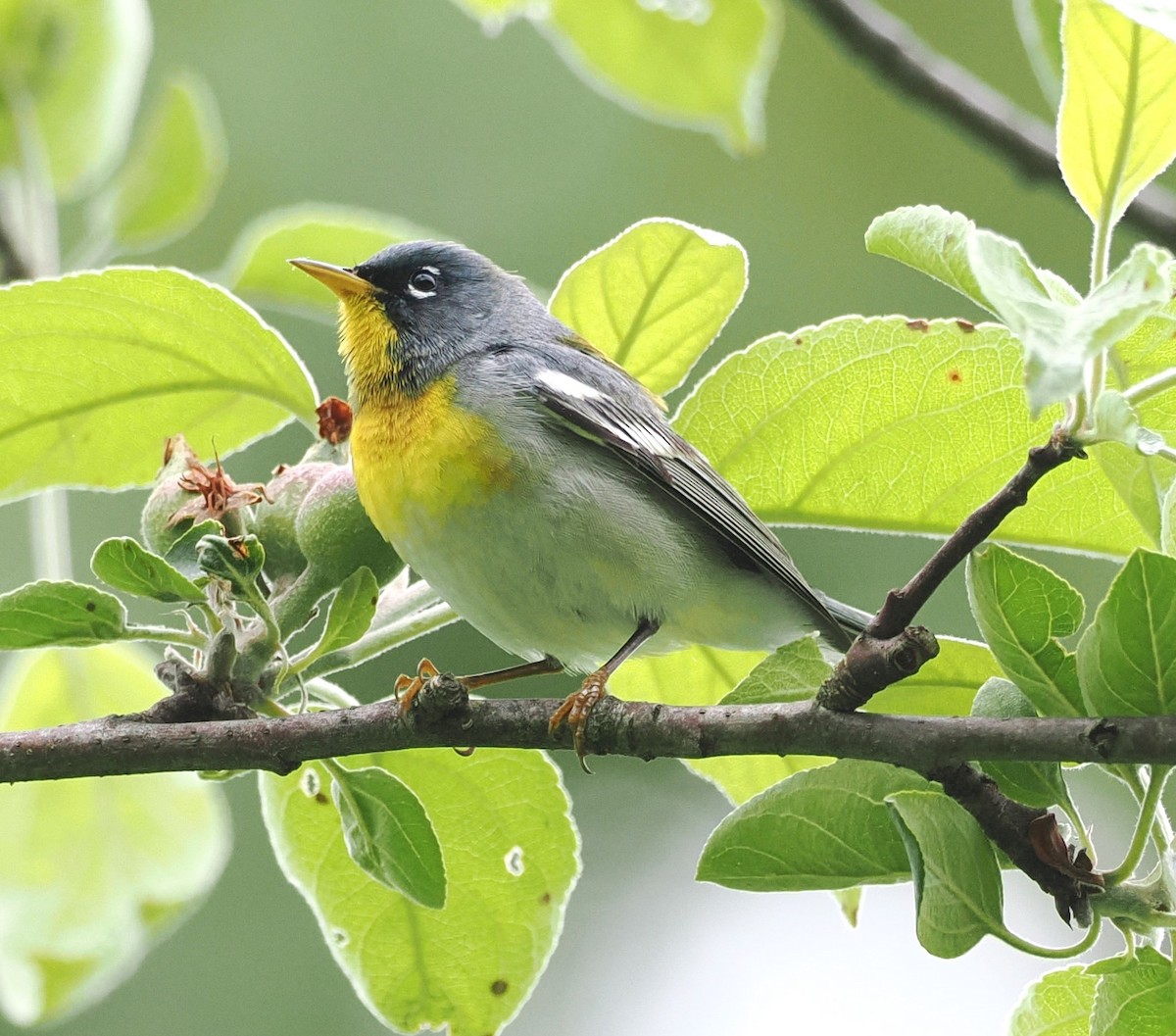 Northern Parula - Russell Hoffman