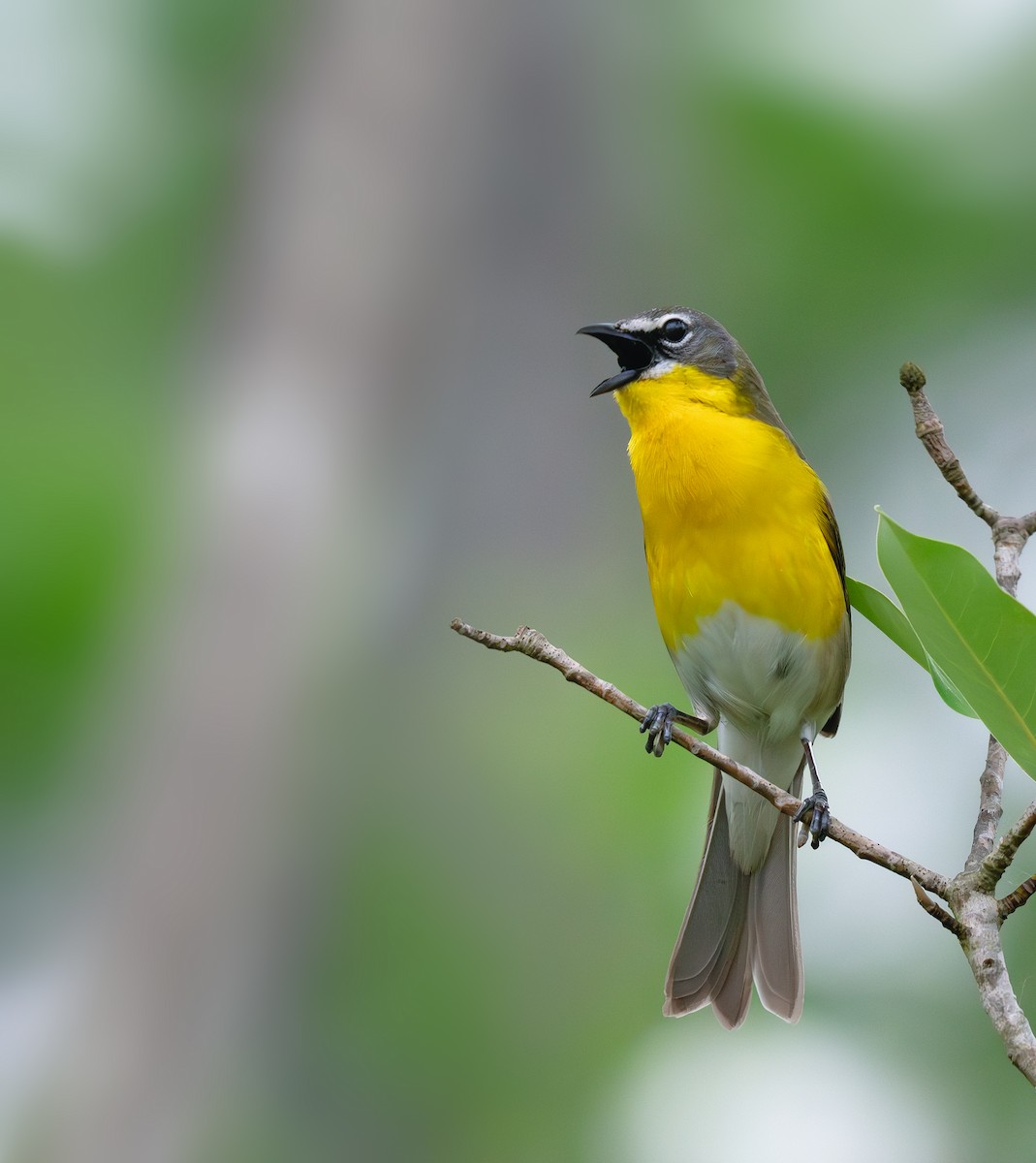 Yellow-breasted Chat - ML619010146