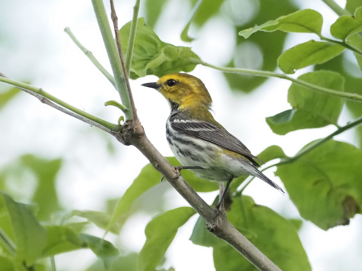 Black-throated Green Warbler - John LeClaire