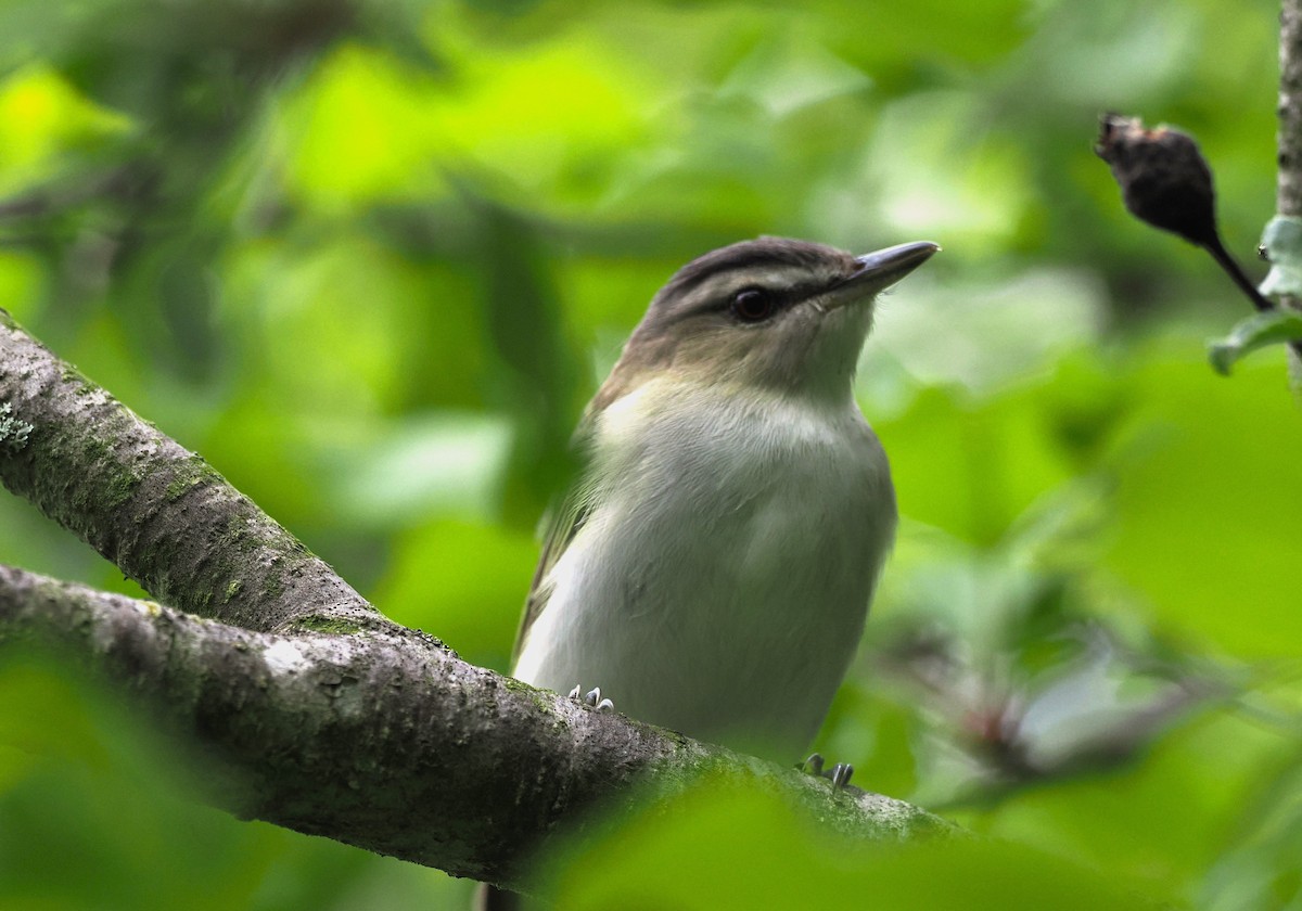 Red-eyed Vireo - Russell Hoffman