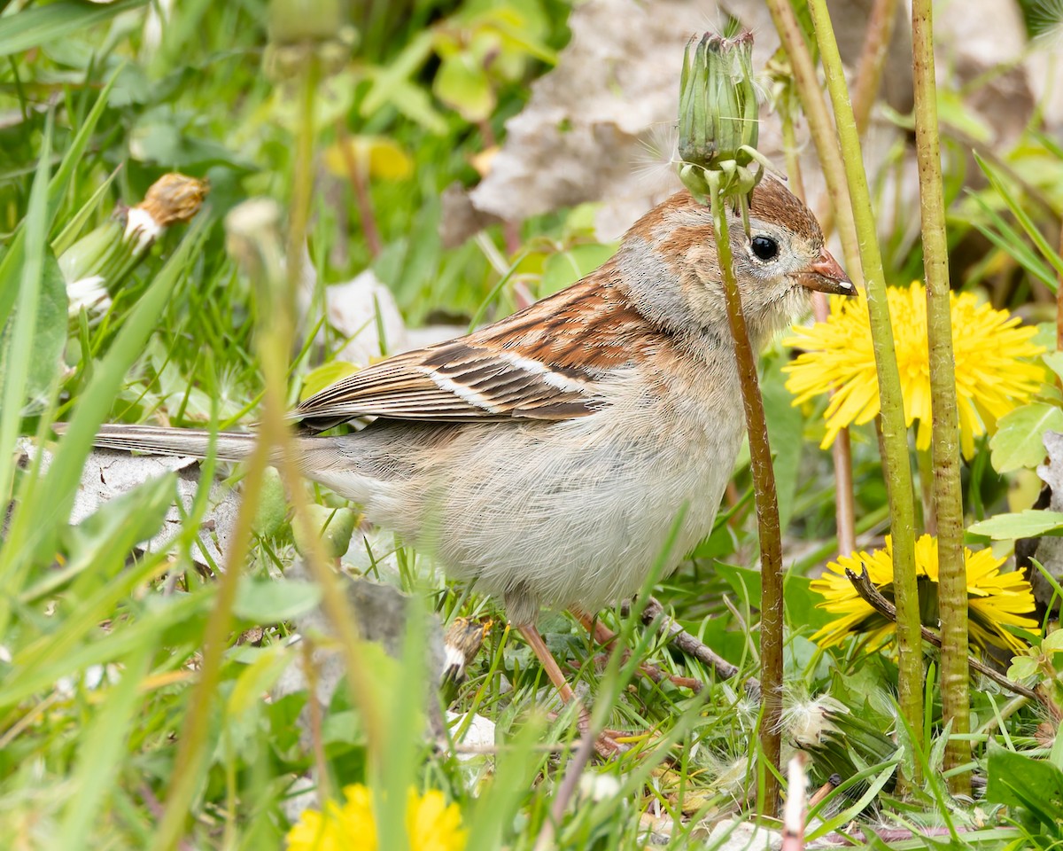 Field Sparrow - Mark Sawyer