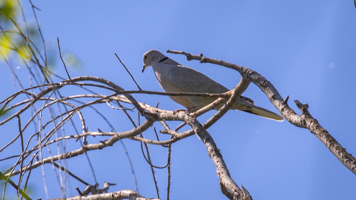 Eurasian Collared-Dove - ML619010197