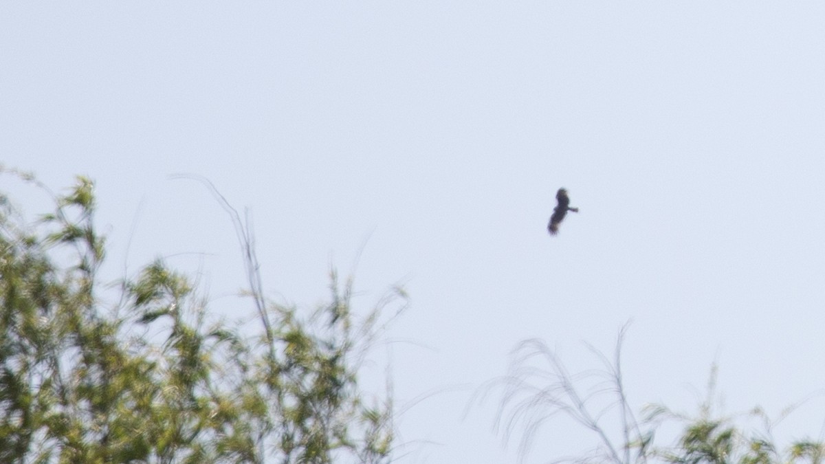 Black Kite (Black-eared) - ML619010247