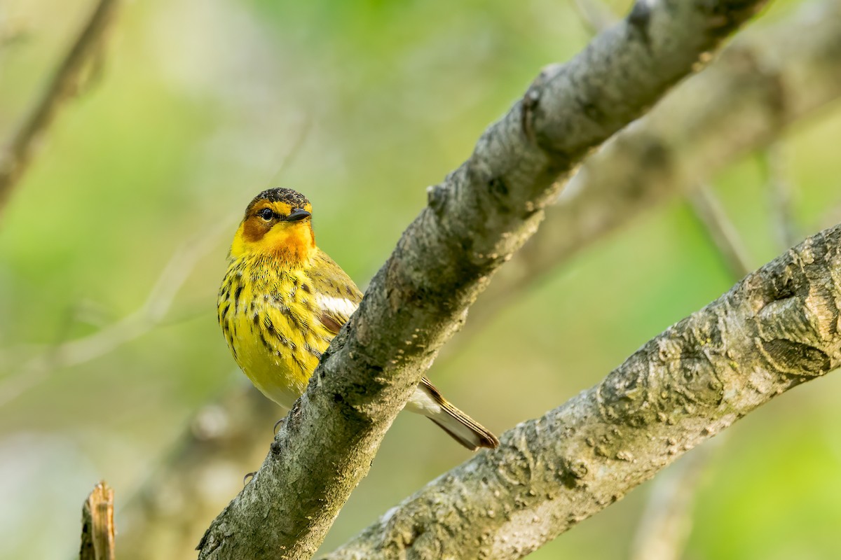 Cape May Warbler - ML619010272