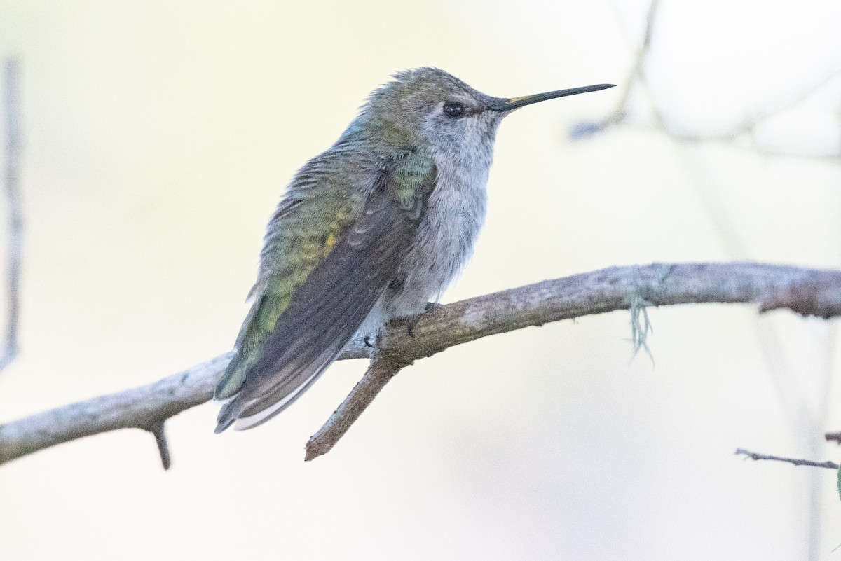 Anna's Hummingbird - ML619010302