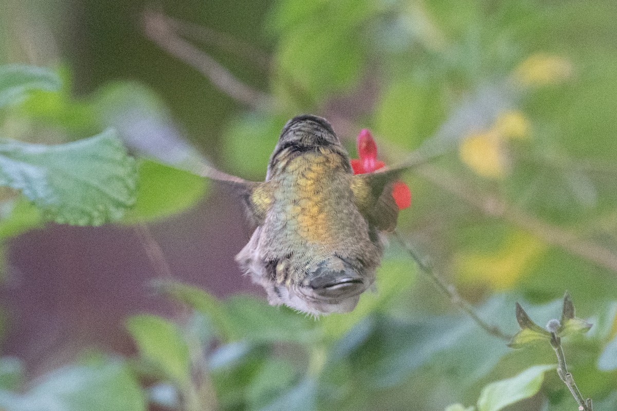 Anna's Hummingbird - ML619010303
