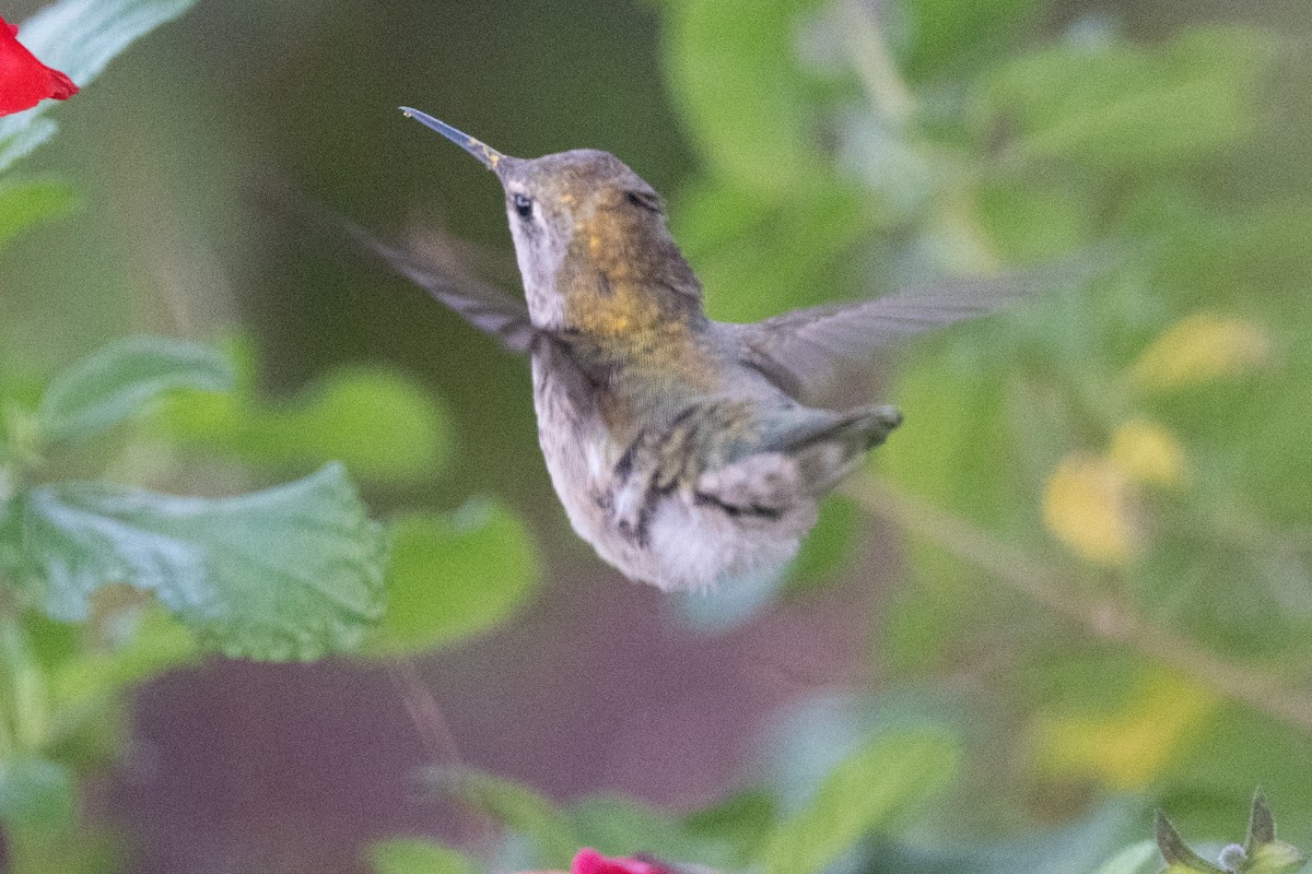 Anna's Hummingbird - ML619010305