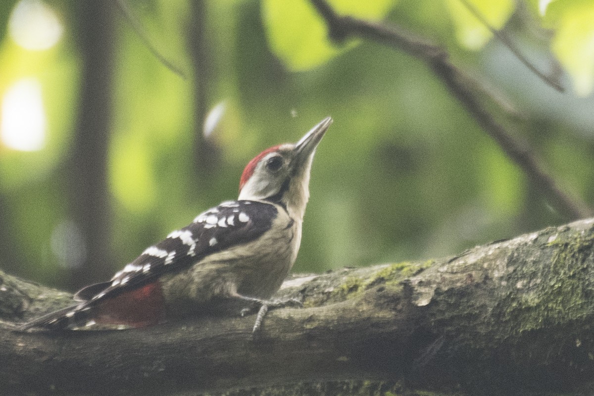 Fulvous-breasted Woodpecker - ML619010319
