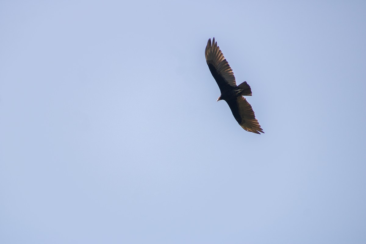 Turkey Vulture - ML619010341